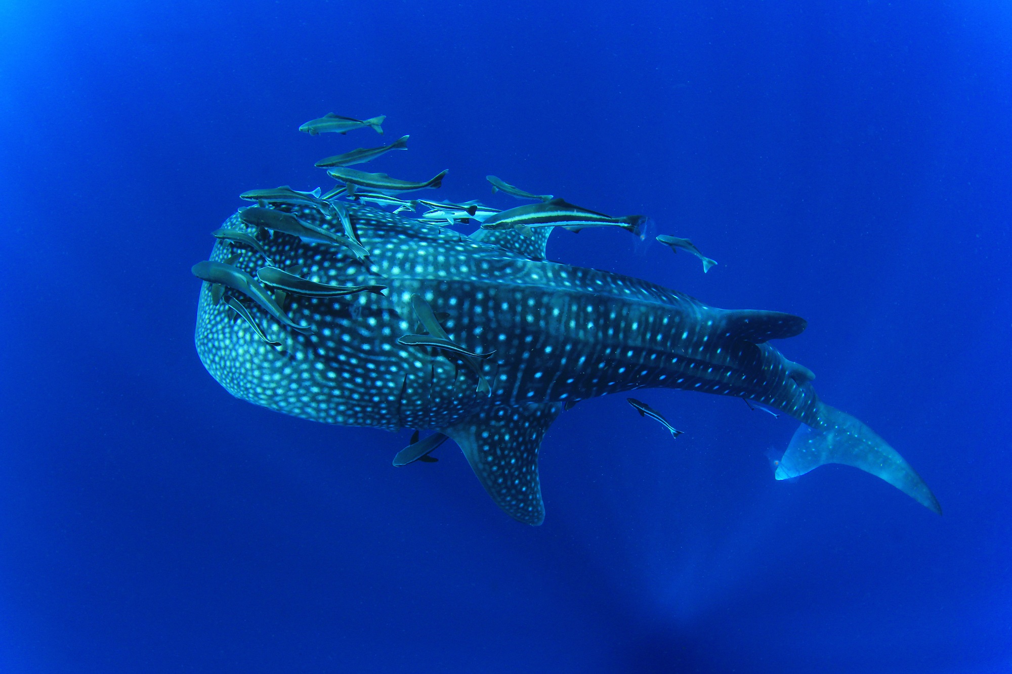 Requin baleine dans les fonds marins avec poissons autour