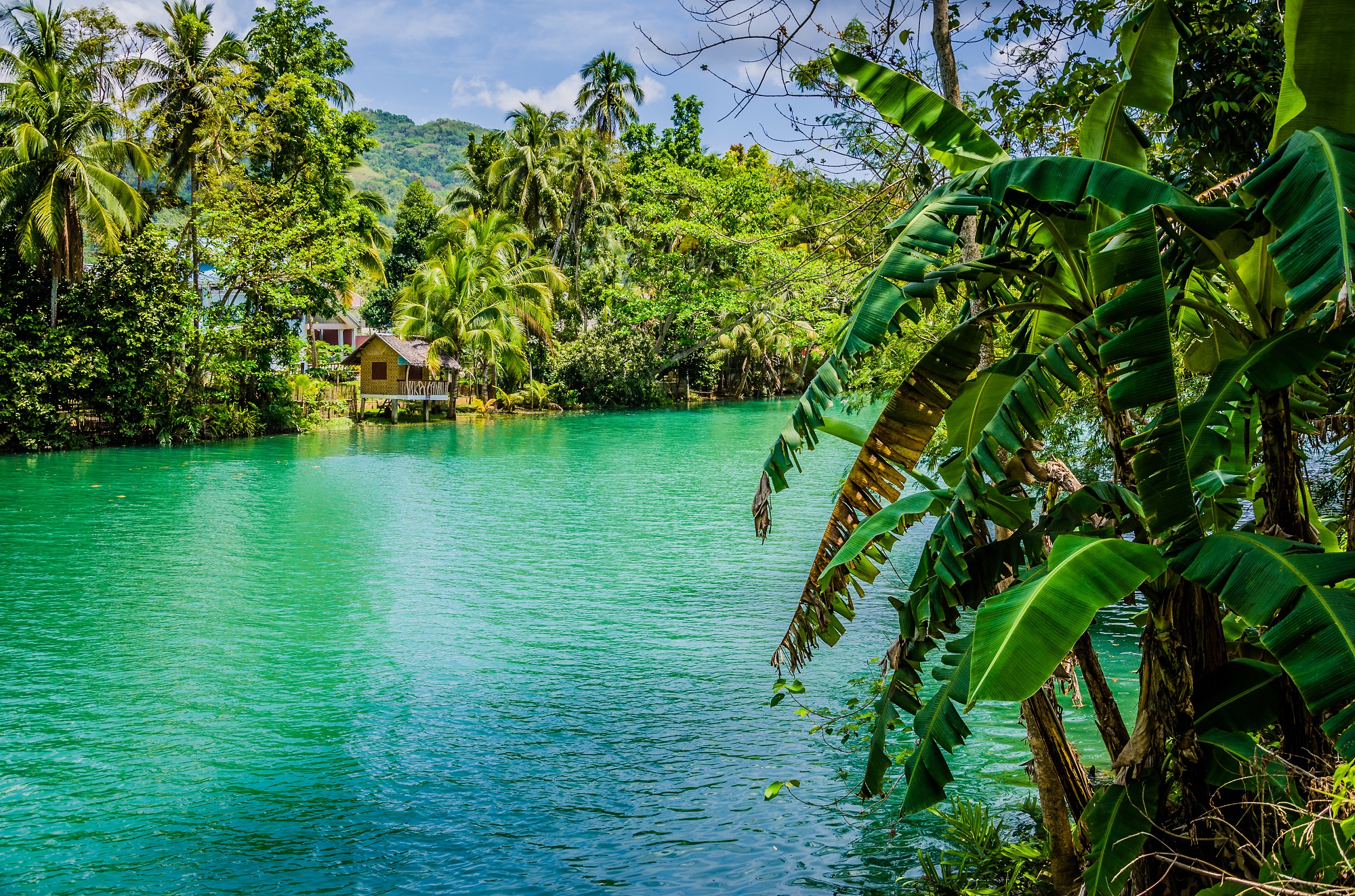 jungle tropicale et rivière avec bungalow