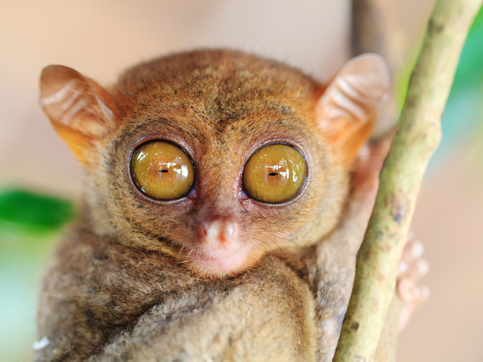 Cékoilabébête ? - Page 2 Tarsier-philippines-olga-khoroshunova