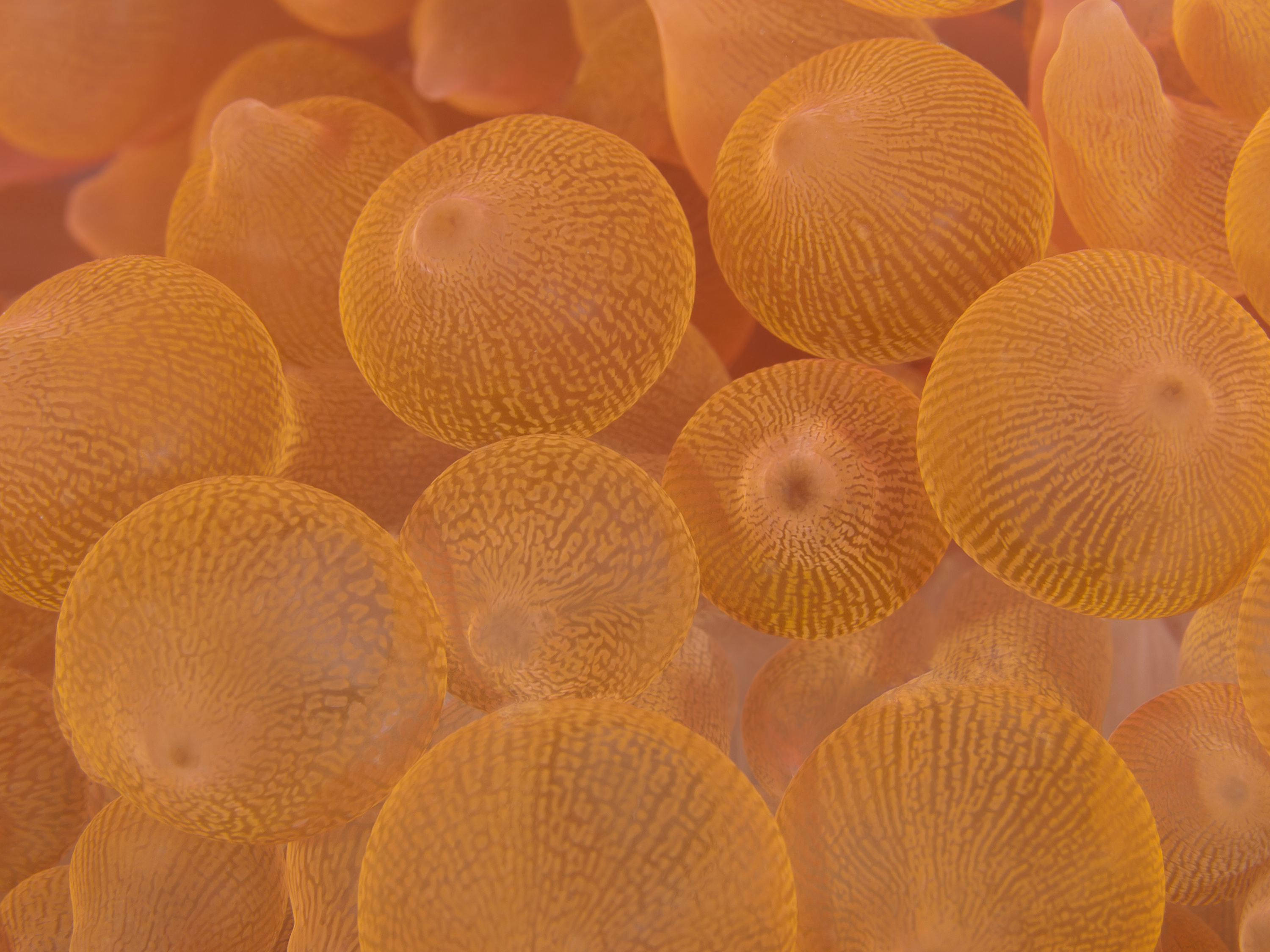 coraux mous en abondance