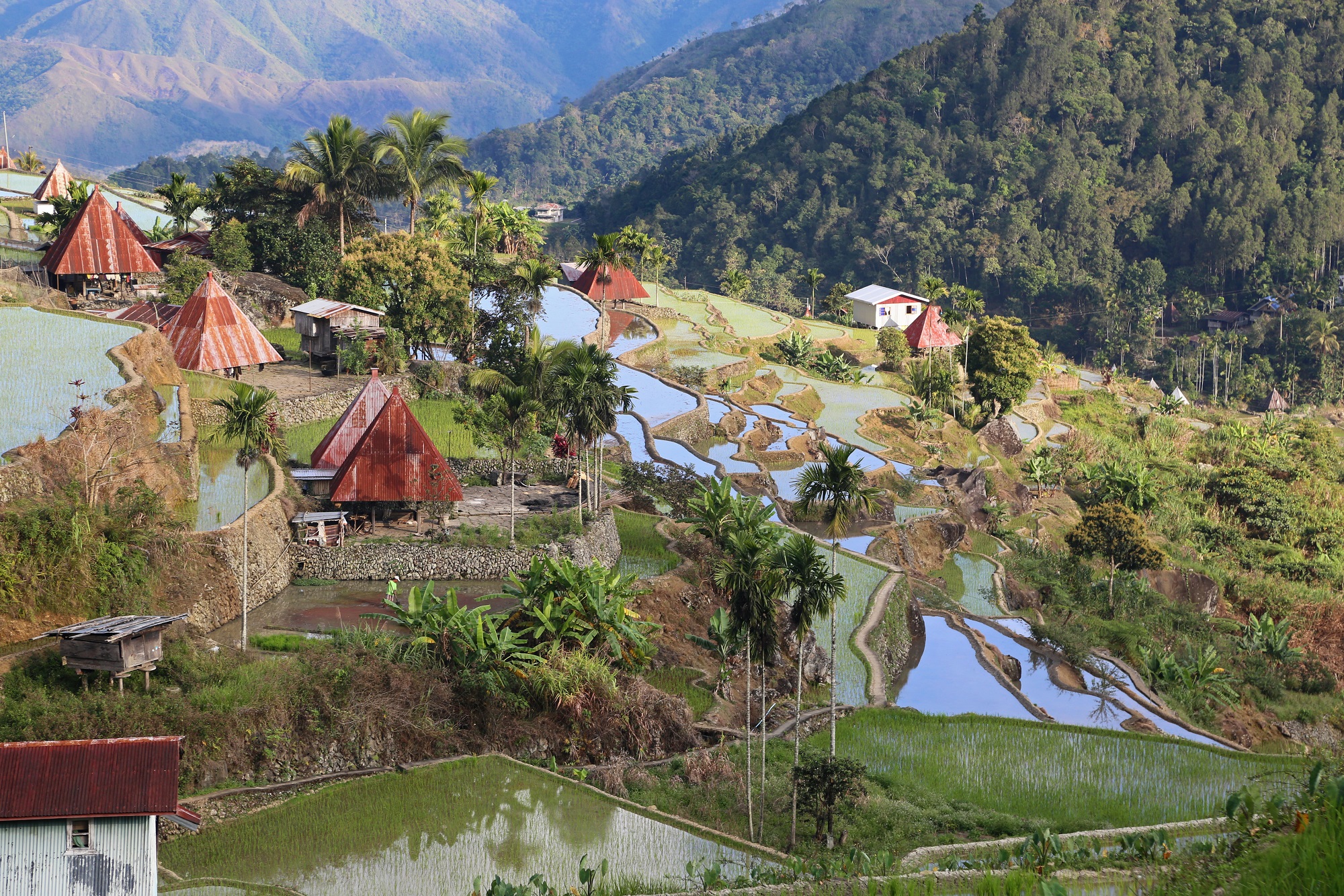 Maisons et rizières à Banaue