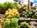 Fruits sur un stand de marché