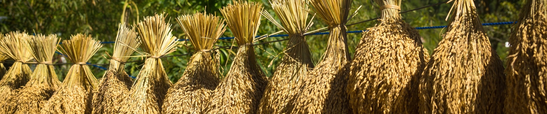 Bottes de riz suspendues