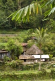 Huttes sur les rizières de Luzon