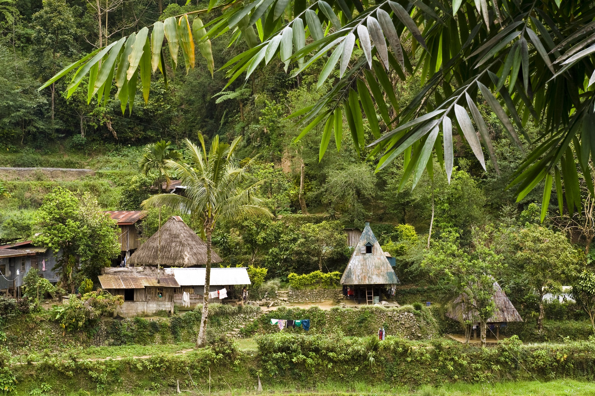 Huttes sur les rizières de Luzon