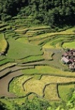 Village de Bangaan dans les rizières