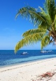 Palmier sur la plage de sable blanc de Malapascua island