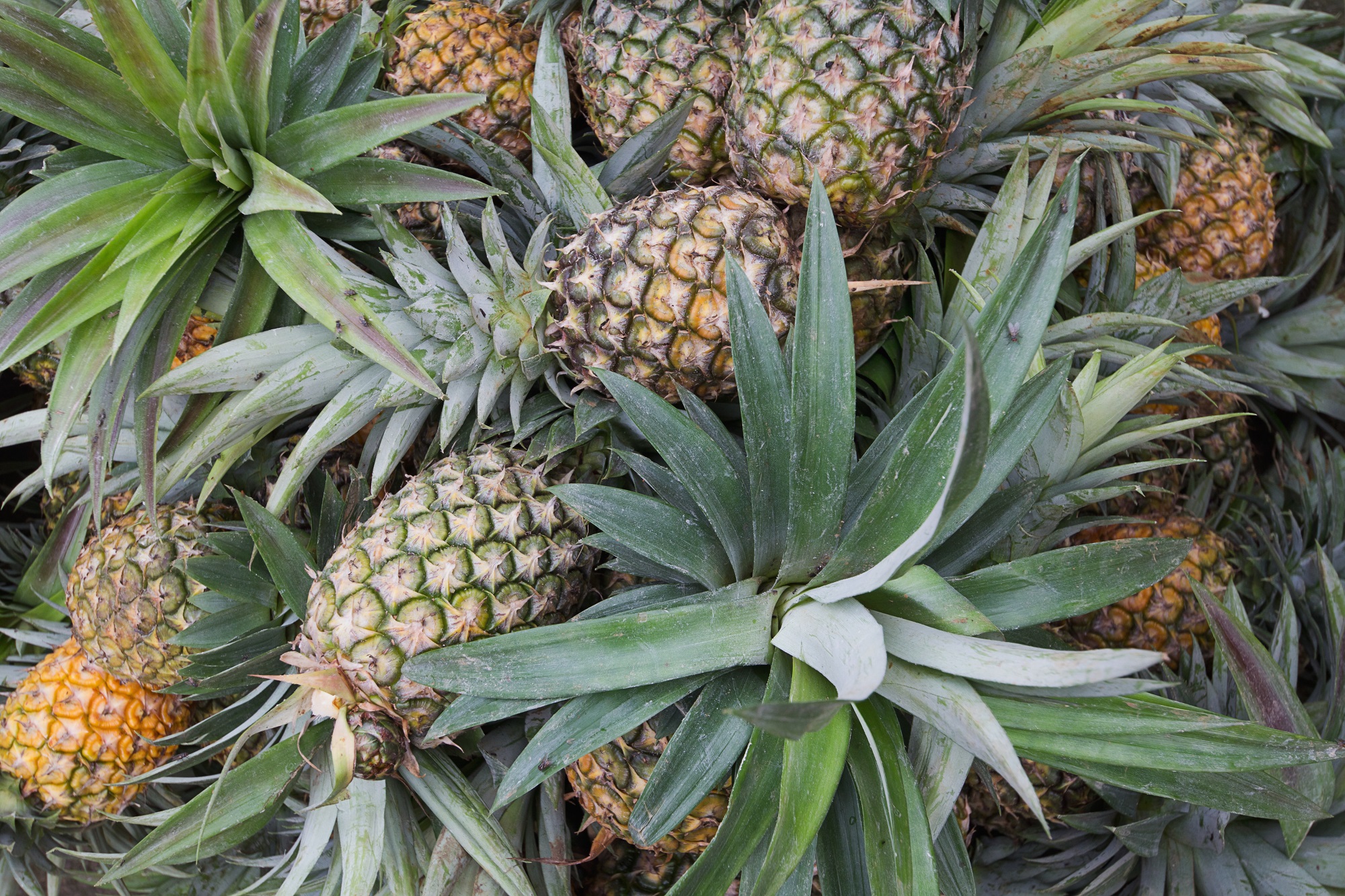 Ananas en vrac