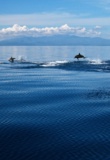 Dauphins dans le détroit de Tanon