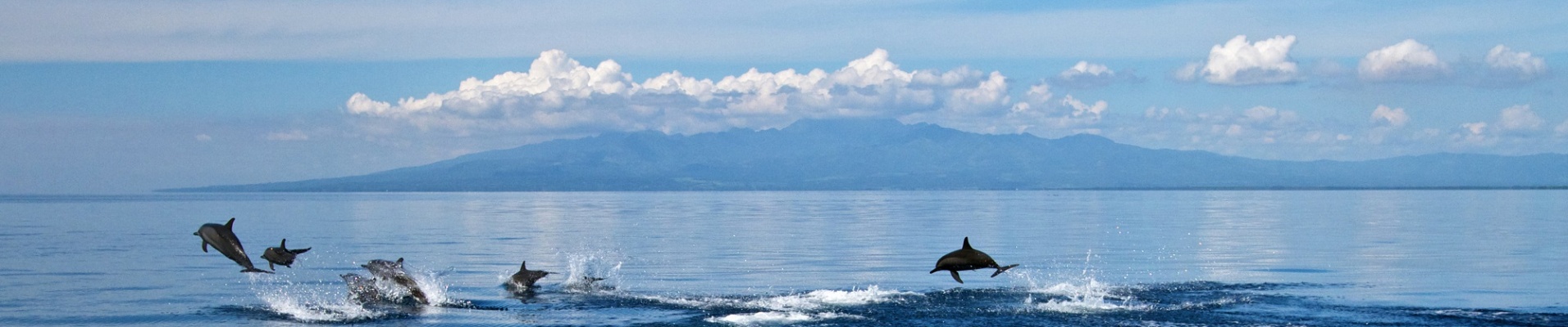 Dauphins dans le détroit de Tanon