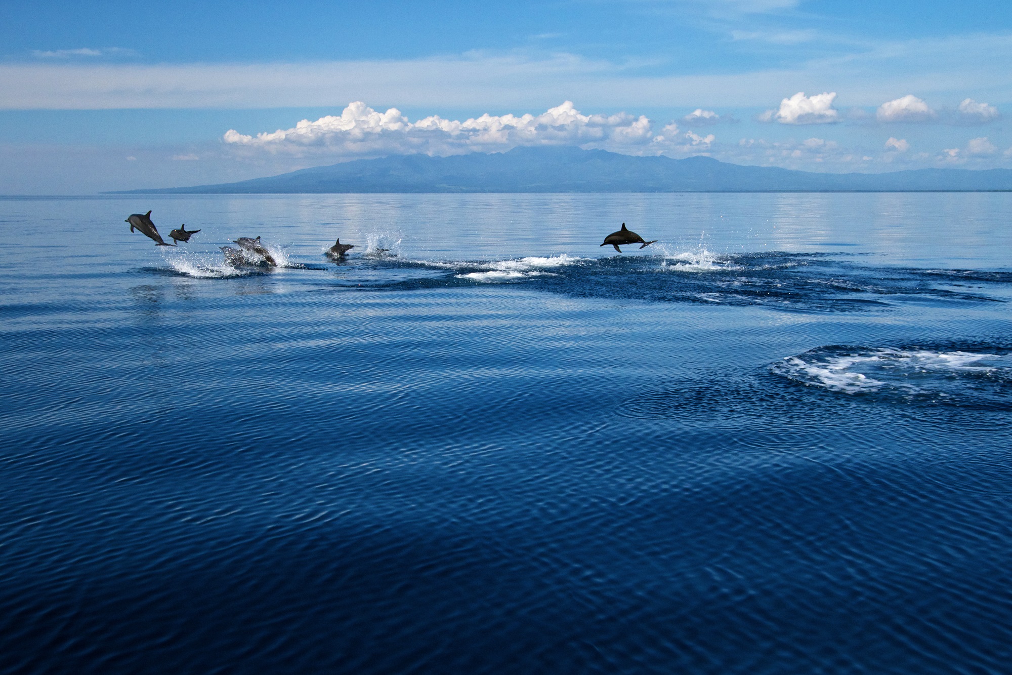 Dauphins dans le détroit de Tanon