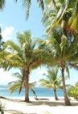 plage et palmiers de Flower island