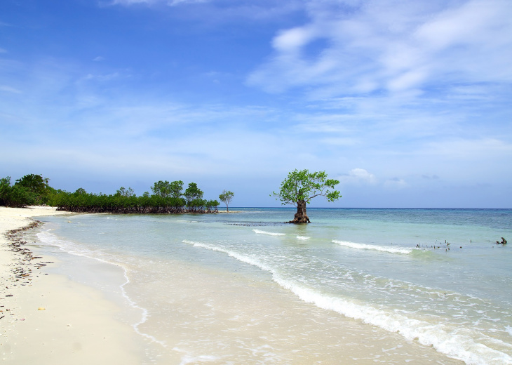 Plage et mangrove sur Siquijor island