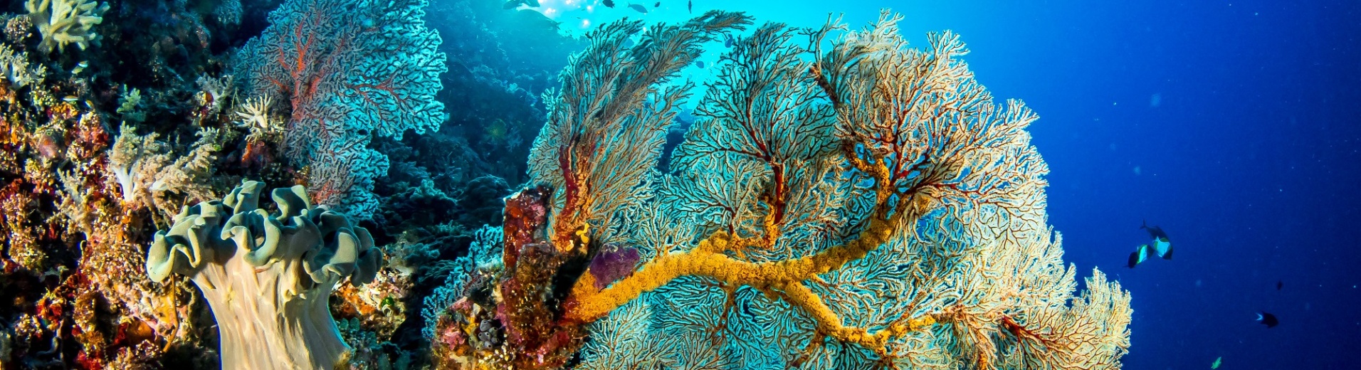 Corail de mer