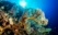 Corail de mer