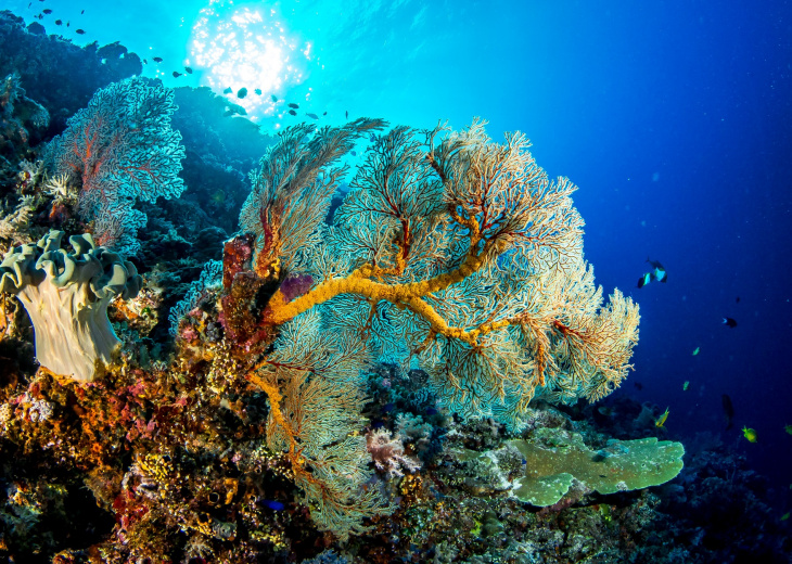 Corail de mer