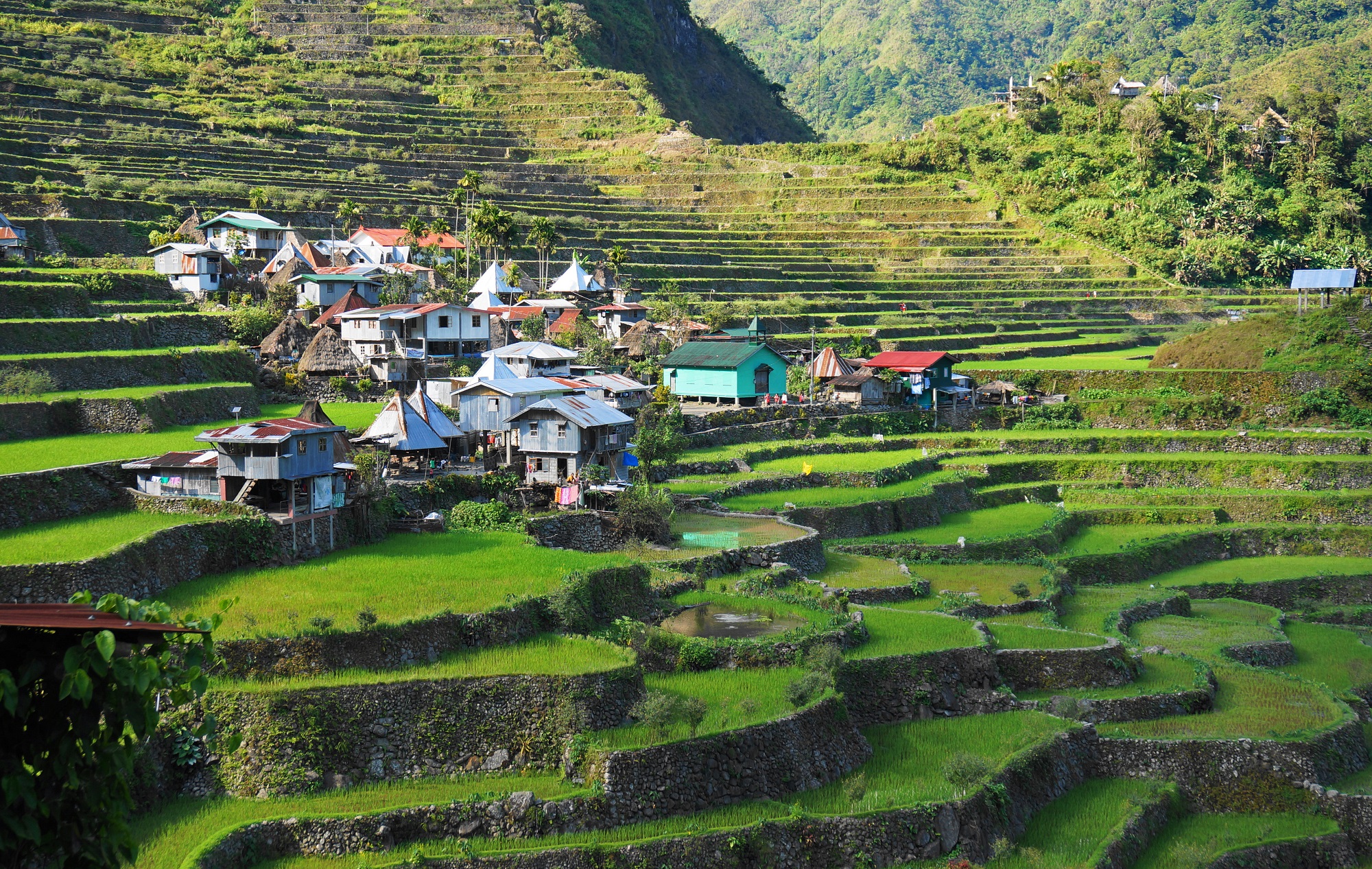 Maisons de Banaue au cœur des rizières