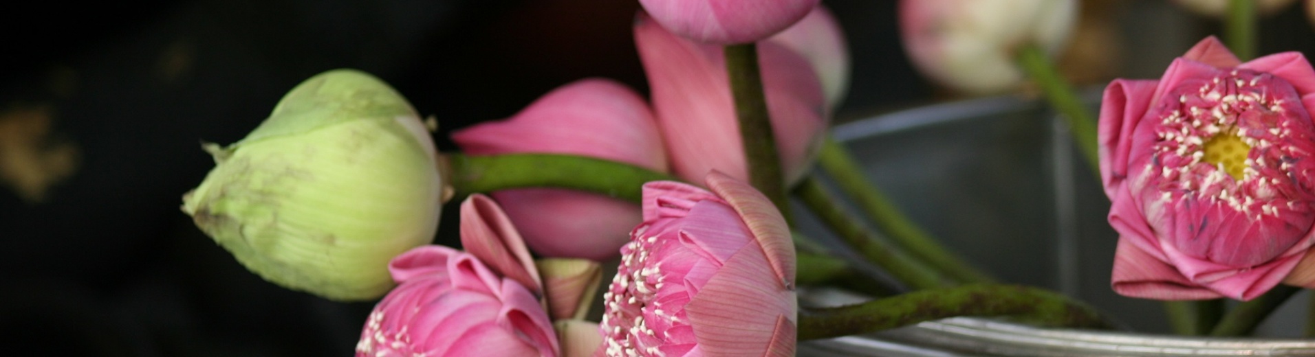 fleurs roses dans un vase