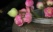 fleurs roses dans un vase