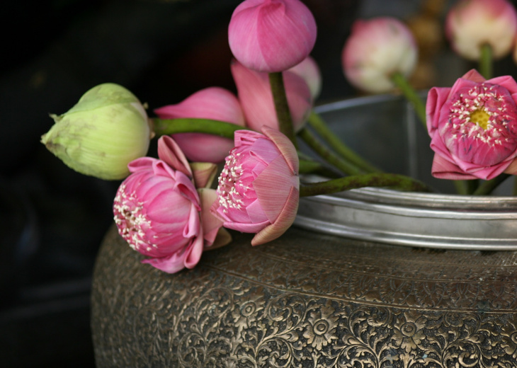 fleurs roses dans un vase