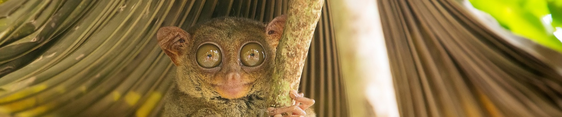 Tarsier sur sa branche