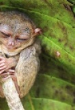 Tarsier de Bohol