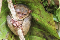 Tarsier de Bohol