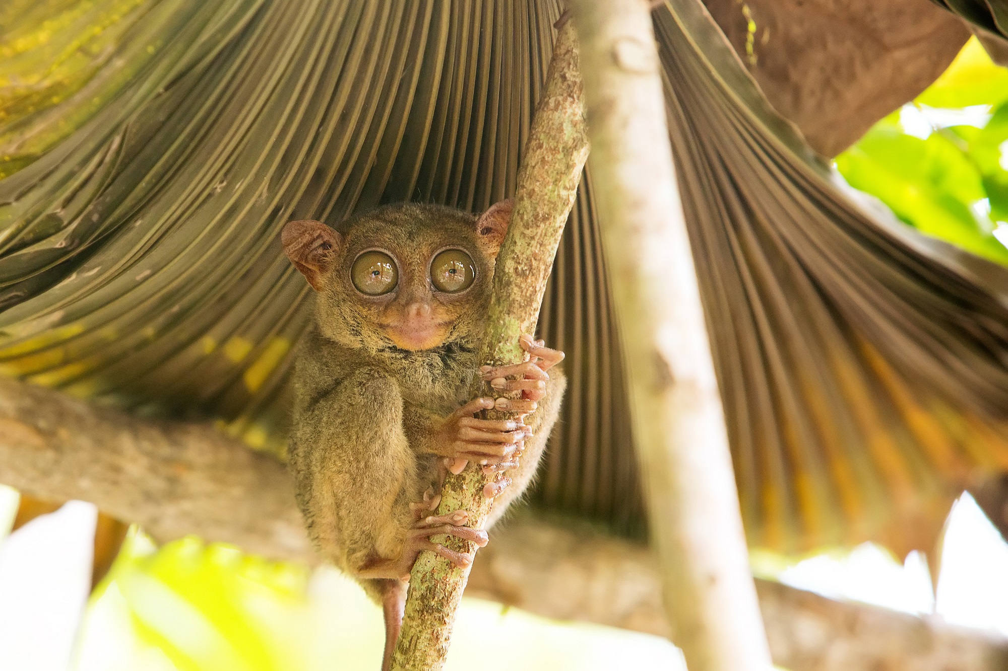 Tarsier sur sa branche
