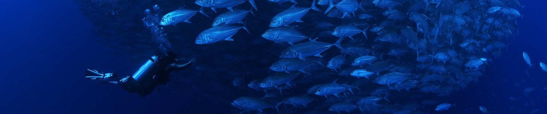 Plongeur dans un banc de poissons