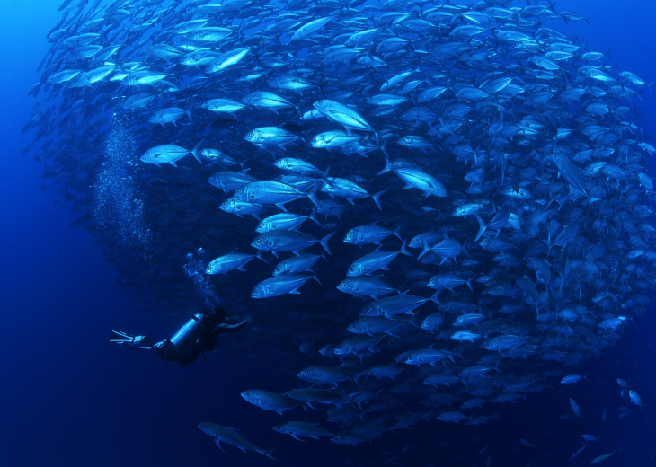 Plongeur dans un banc de poissons