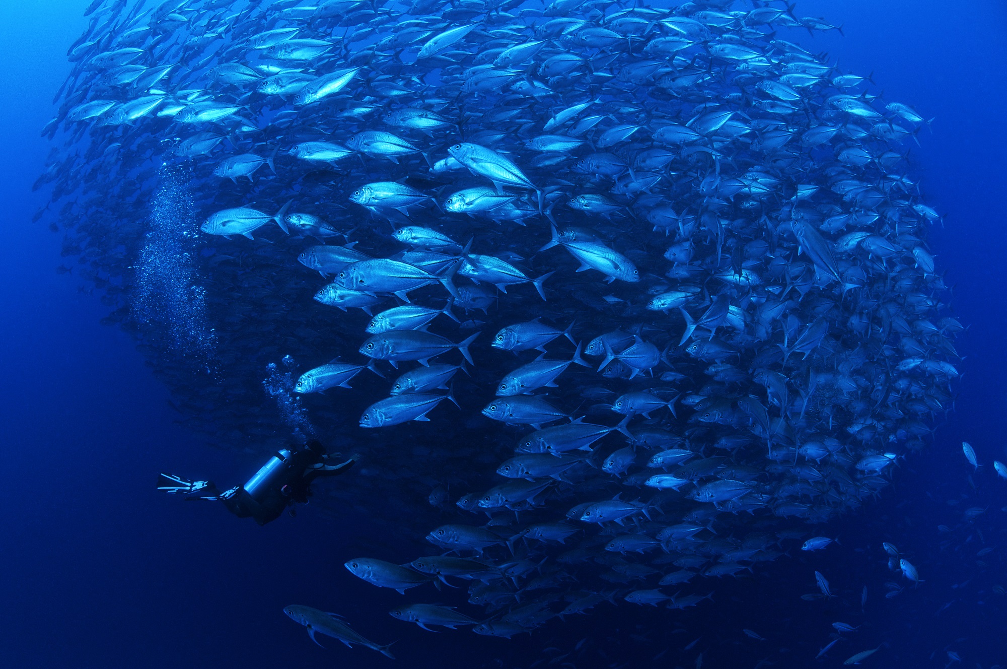 Plongeur dans un banc de poissons