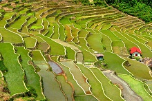 Village de banaue au cœur des rizières