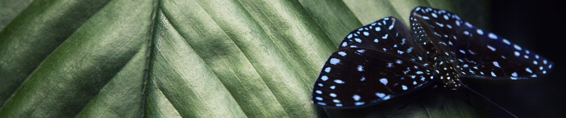 Papillon sur une feuille