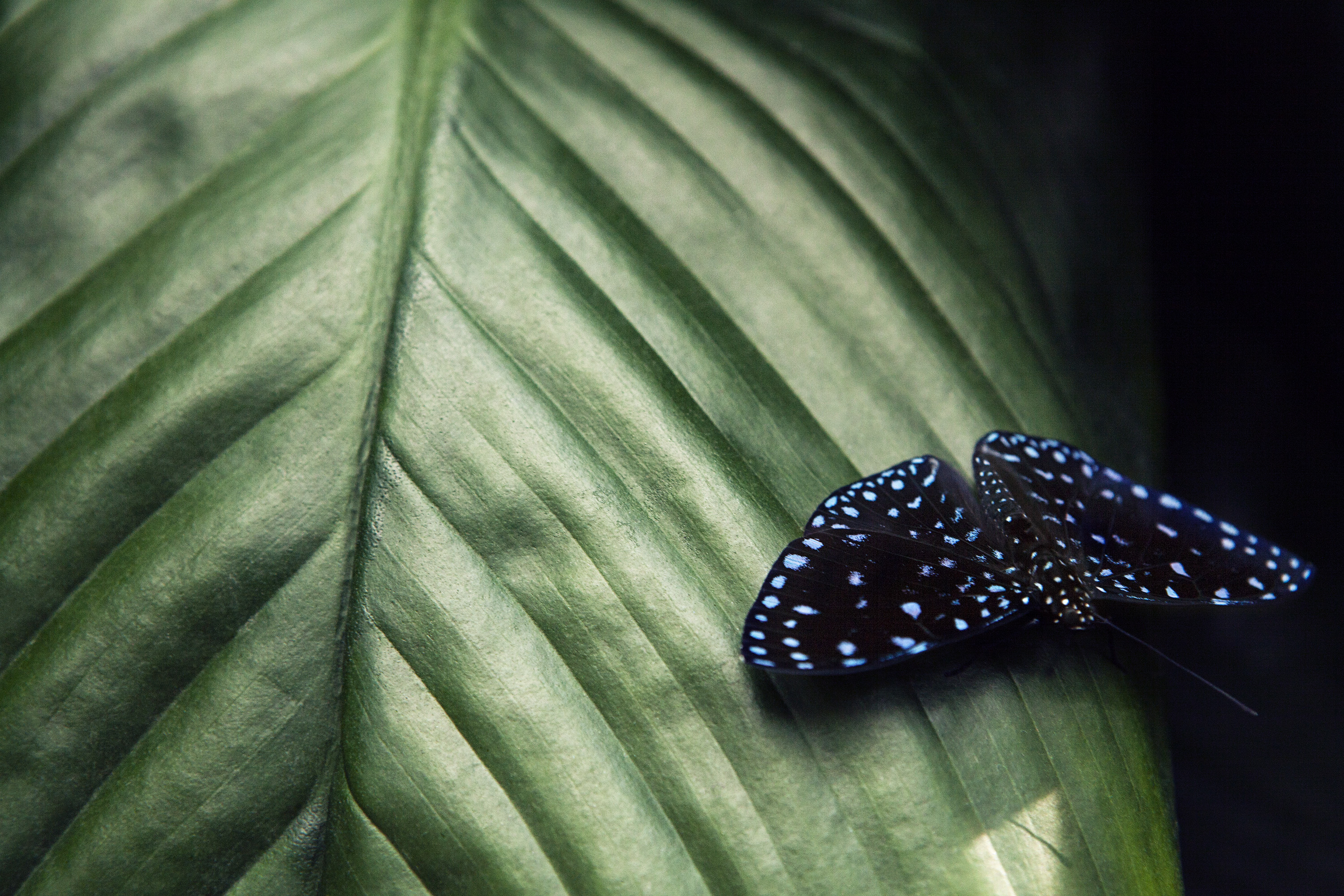 Papillon sur une feuille