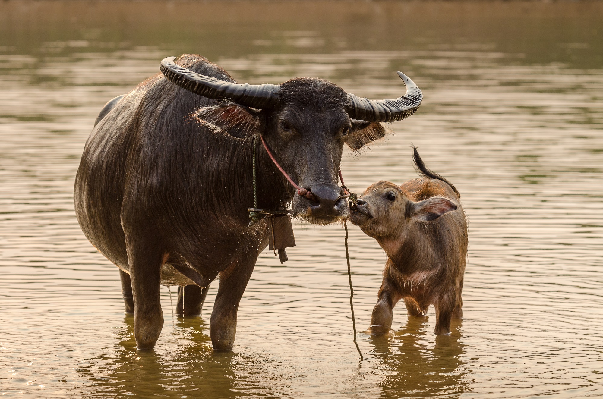 Deux buffles dans l'eau