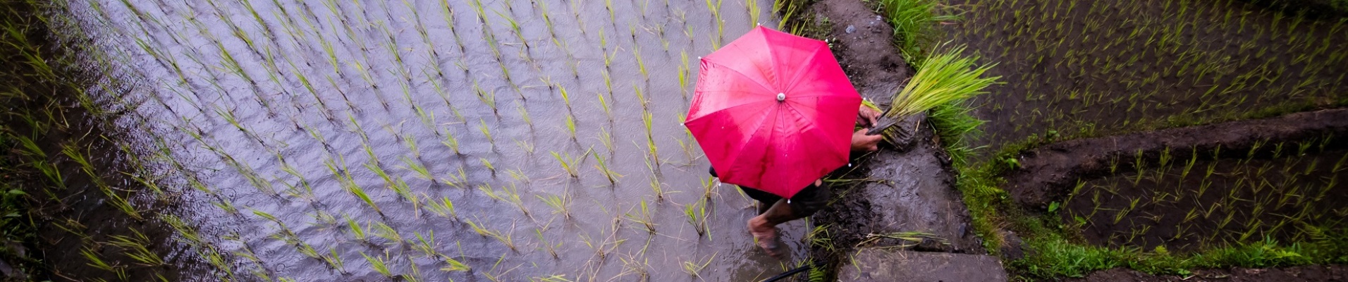 philippin en train de planter du riz