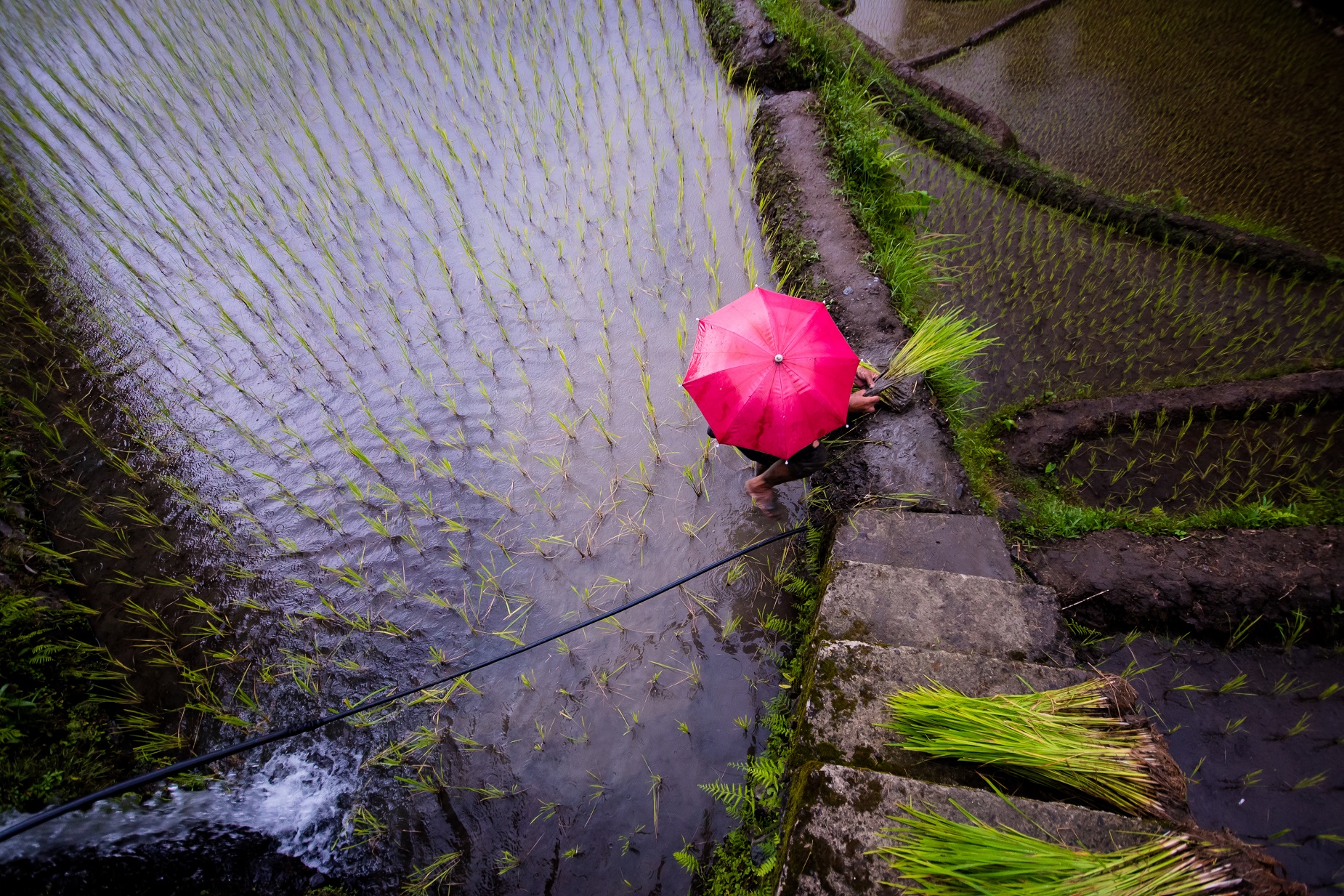 philippin en train de planter du riz