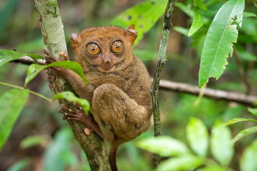 tarsier-philippines